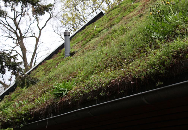 Insektenschutz und Klimaanpassung auf dem Dach