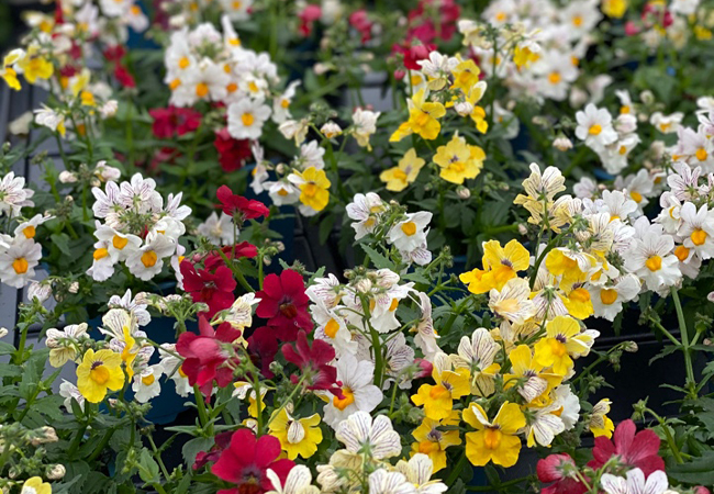 Muttertag steht vor der Tür: Denkt an eure Bestellungen bei Blumen Bahlmann / Start in Sommerblumensaison